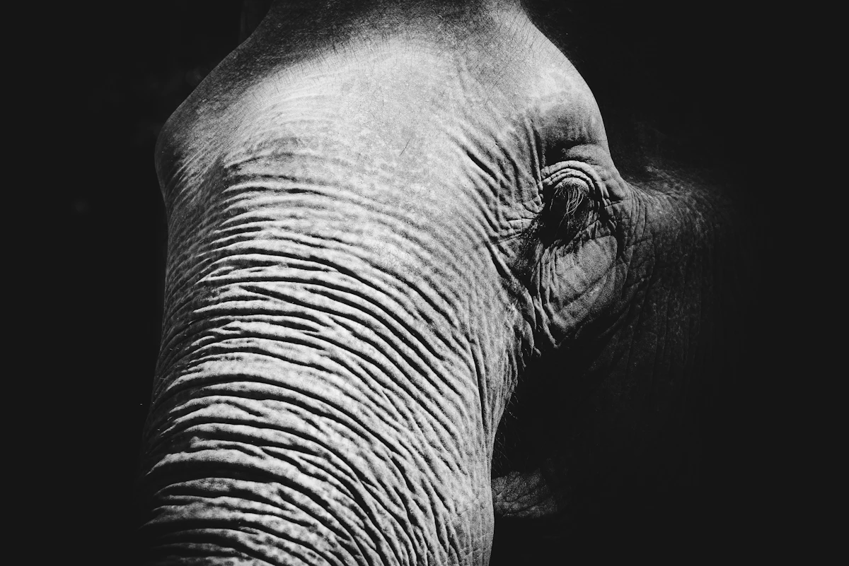 An intimate black and white portrait of an elephant